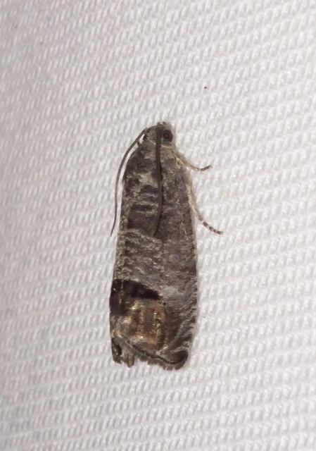 Cydia pomonella - almamoly