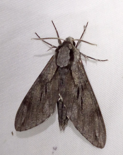 Hyloicus pinastri - fenyőszender
