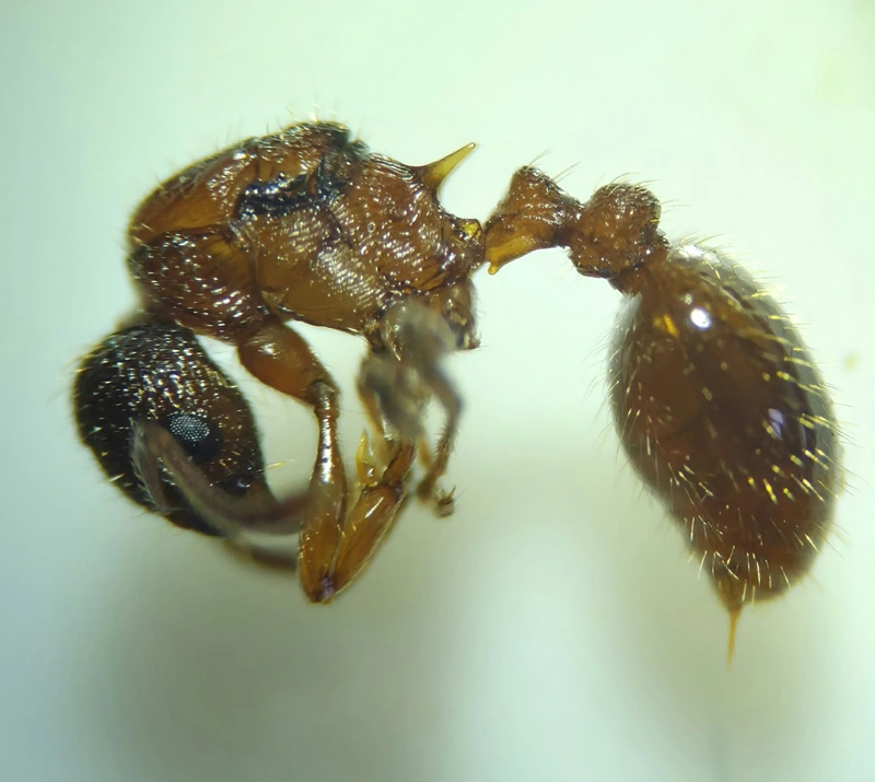 Myrmica gallienii - mocsári bütyköshangya
