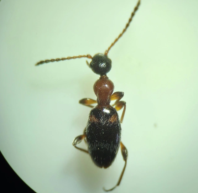 Anthelephila pedestris - hangyaszerű fürgebogár