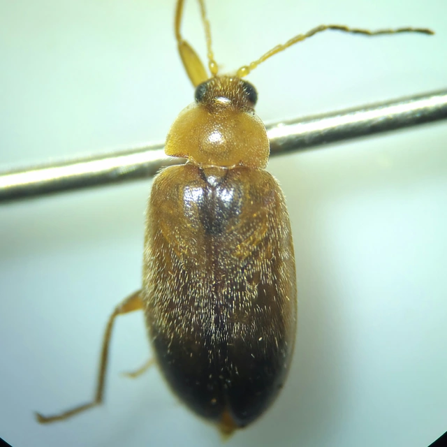 Scirtidae - rétbogárfélék