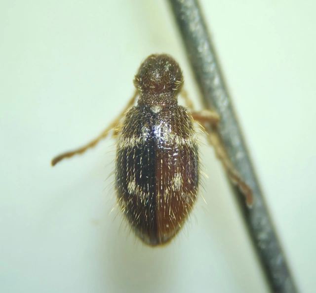 Ptinus rufipes - vöröslábú tolvajbogár