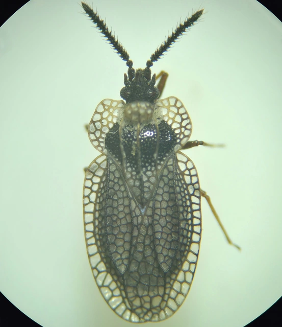Tingidae - csipkéspoloskák