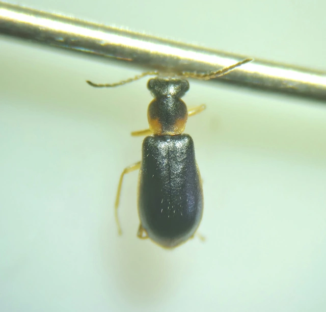Attalus analis - sárgavégű bibircsesbogár