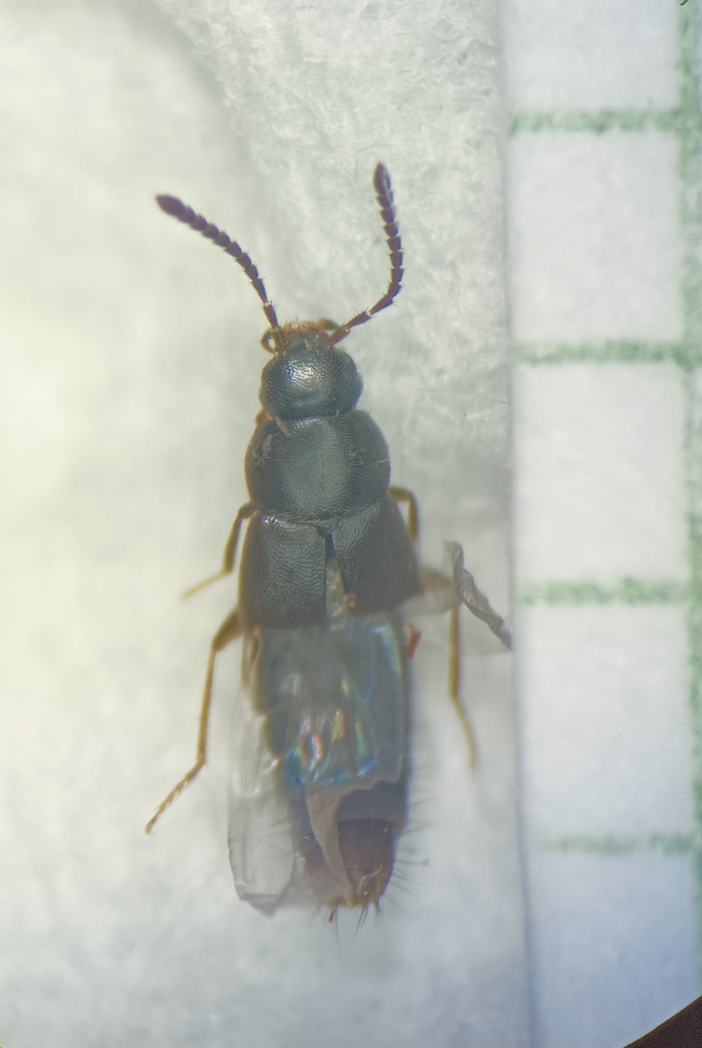 Acrotona obfuscata - ligeti komposztholyva