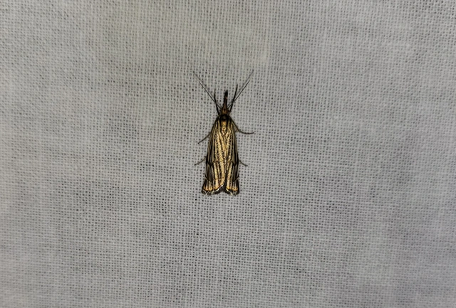 Chrysocramboides craterella - rácsos fűgyökérmoly