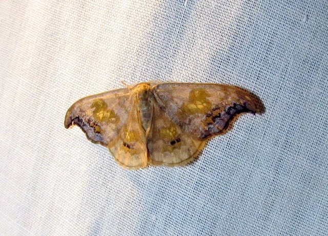 hársfa-sarlósszövő - Sabra harpagula