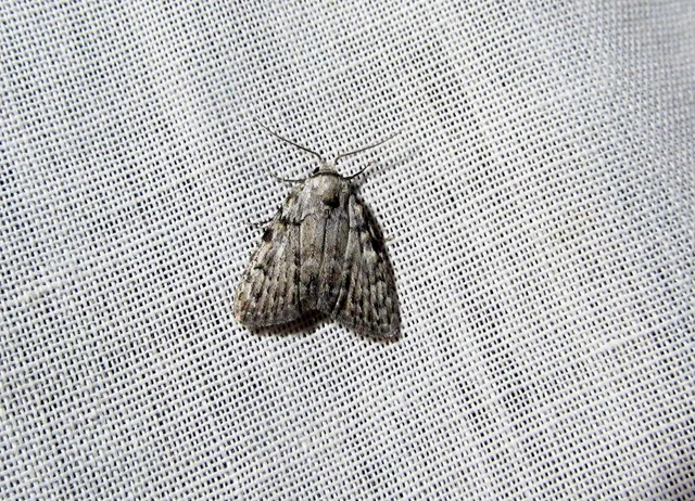 Meganola strigula - hamvas pamacsosszövő