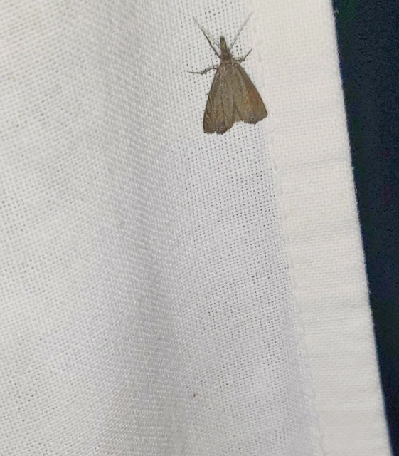 Platytes cerussella - törpe fűgyökérmoly