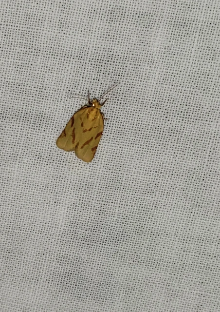Clepsis pallidana - aranysárga sodrómoly