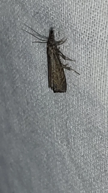 Platytes cerussella - törpe fűgyökérmoly