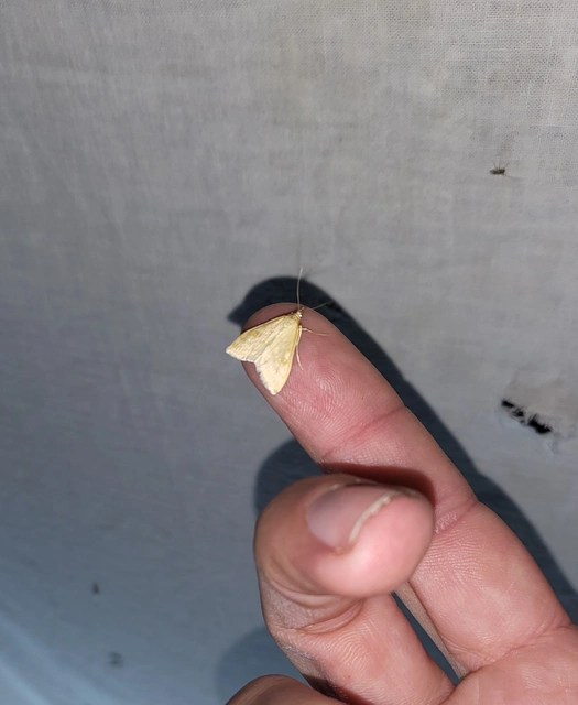 Sitochroa verticalis - világossárga dudvamoly