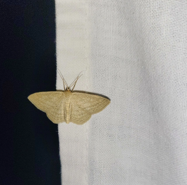 Scopula virgulata - vesszős sávosaraszoló