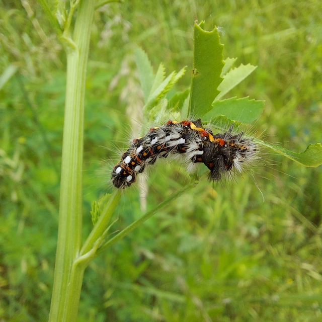 Acronicta rumicis - sóska-szigonyosbagoly
