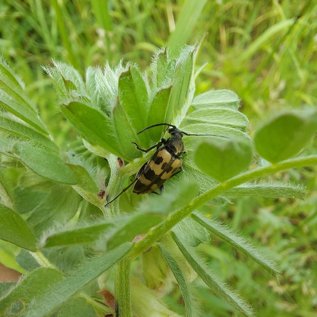 Pachytodes erraticus - rajzos virágcincér