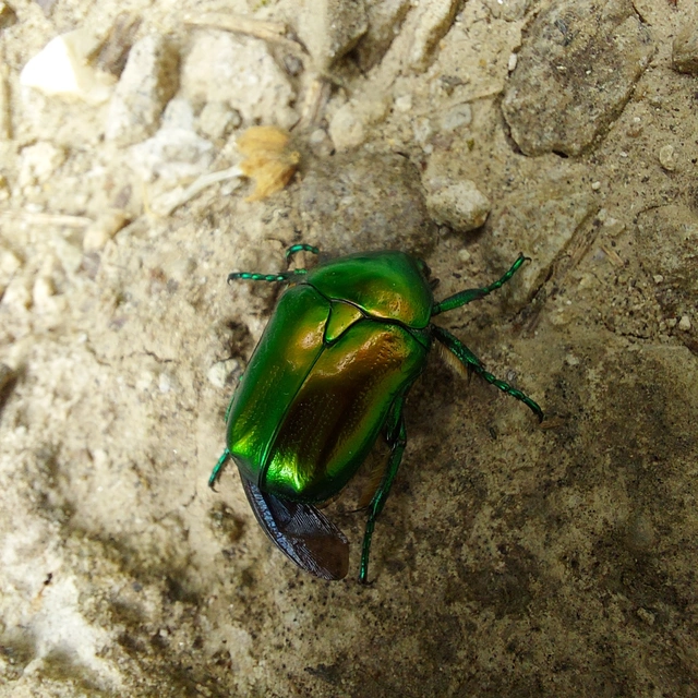 Protaetia affinis - smaragdzöld virágbogár