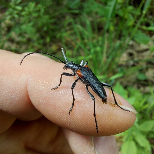 Stenocorus quercus - tölgy-gyökércincér