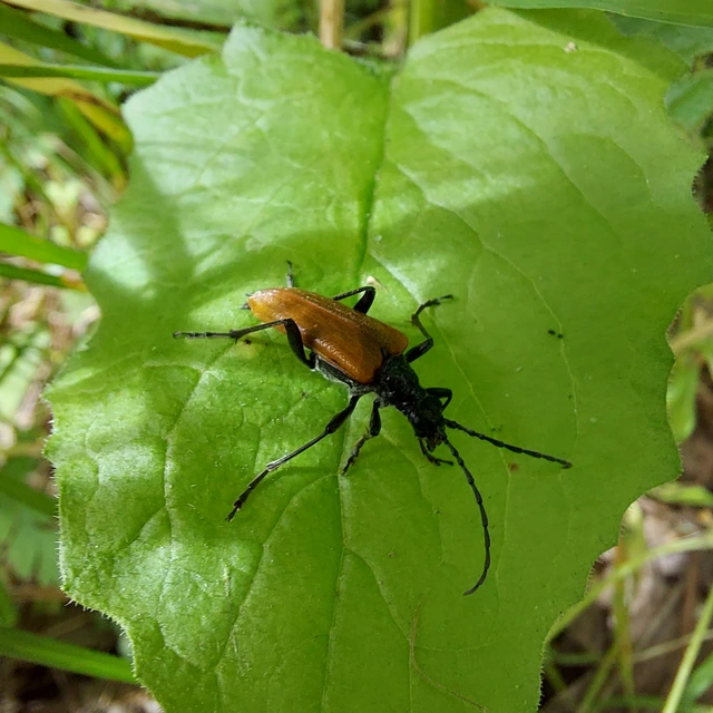 Stenocorus quercus - tölgy-gyökércincér