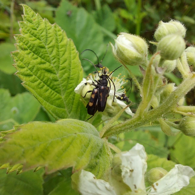 Anoplodera sexguttata - foltos virágcincér