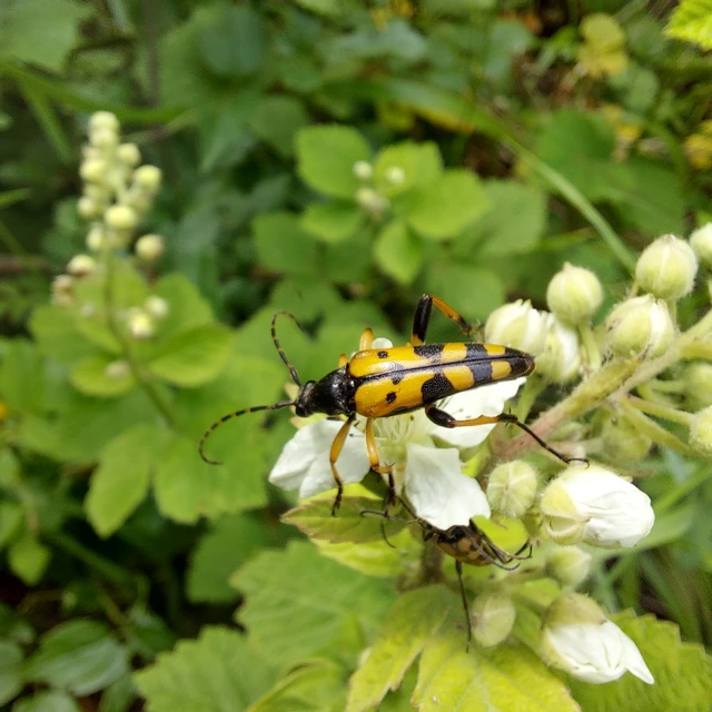 Rutpela maculata - tarkacsápú karcsúcincér