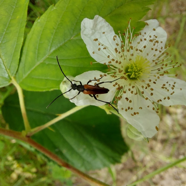 Stenurella melanura - feketevégű karcsúcincér