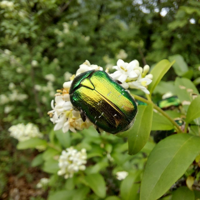 Cetonia aurata - aranyos virágbogár