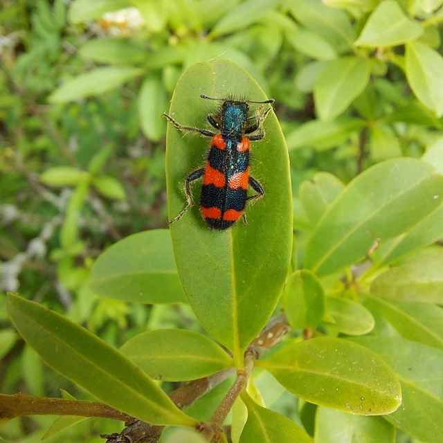 Trichodes favarius - hatfoltos méhészbogár