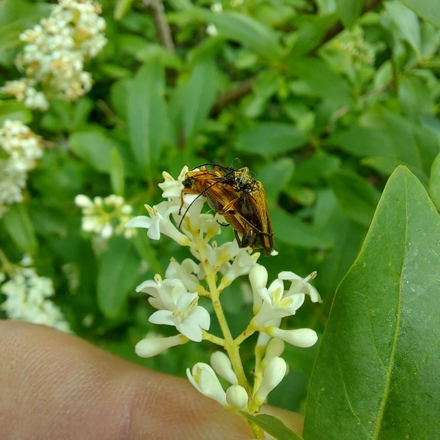 Oedemera podagrariae - székfű-álcincér