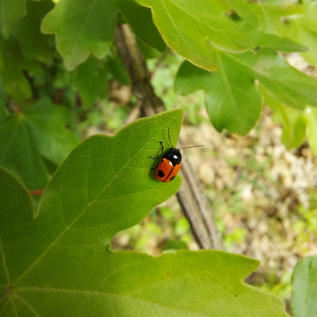 Cryptocephalus bipunctatus - kétpettyes zömökbogár
