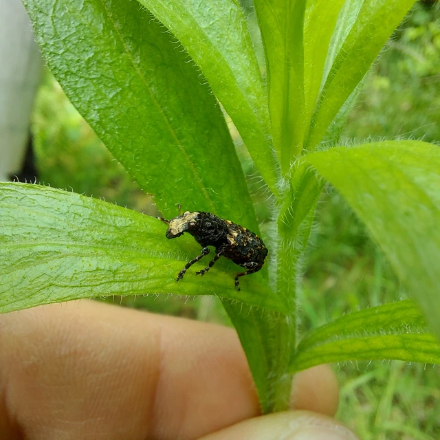Platyrhinus resinosus - nagy orrosbogár