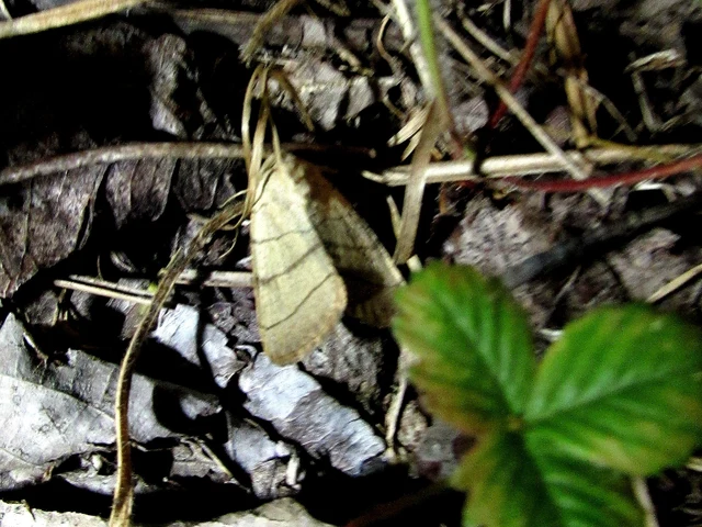 Charanyca trigrammica - háromsávos lombbagoly