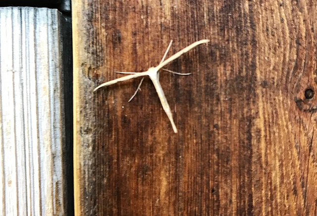 Emmelina monodactyla/argoteles
