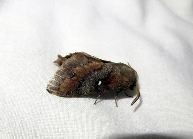 Dendrolimus pini - fenyőpohók