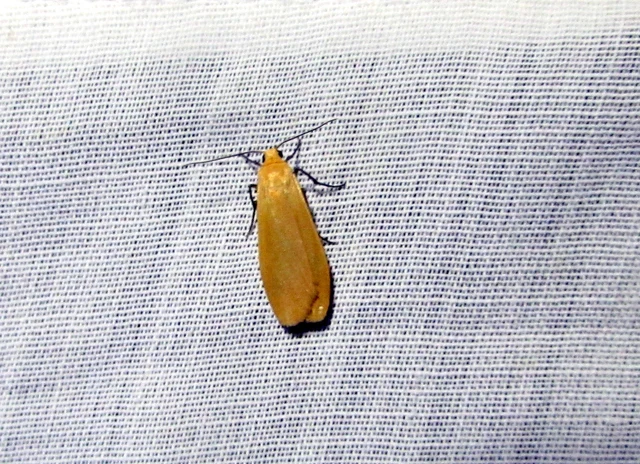 Eilema sororcula - sárga zuzmószövő