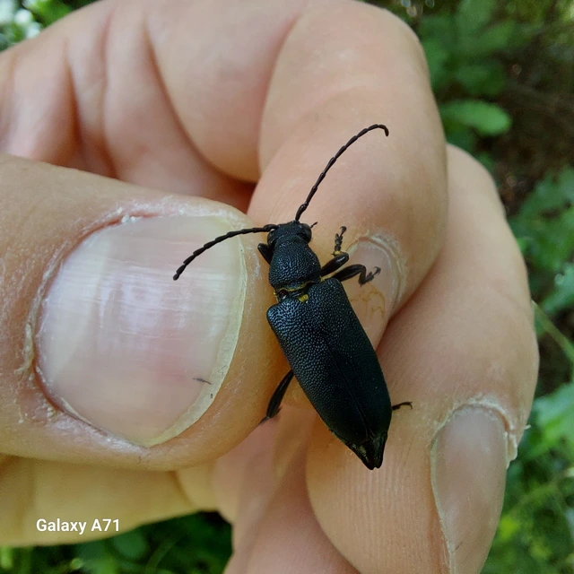 Stictoleptura scutellata - hegyi virágcincér