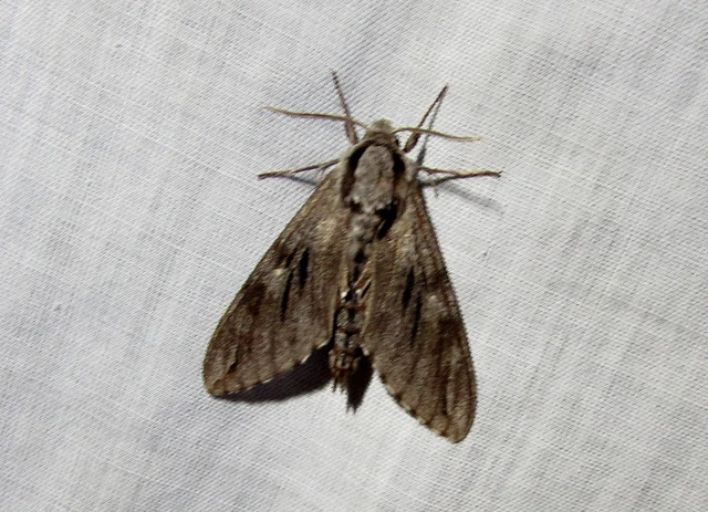 Hyloicus pinastri - fenyőszender