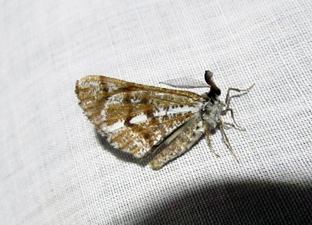 Bupalus piniaria - fenyőaraszoló