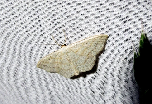Scopula immutata - réti fehéraraszoló