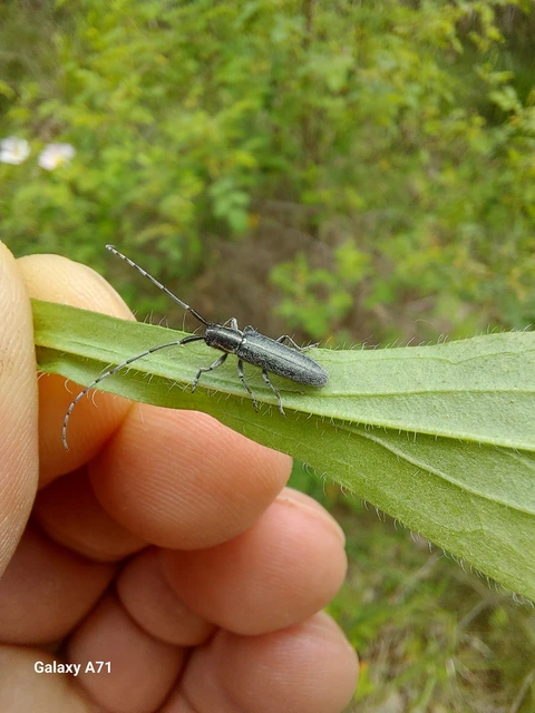 Agapanthia cardui - sávos bogáncscincér