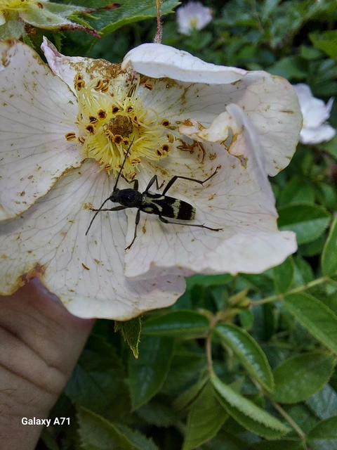 Chlorophorus figuratus - rajzos darázscincér