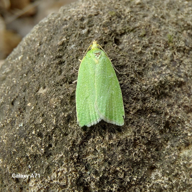 Tortrix viridana - tölgyilonca