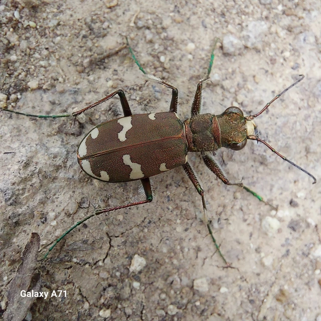 Cicindela sylvicola - erdei homokfutrinka
