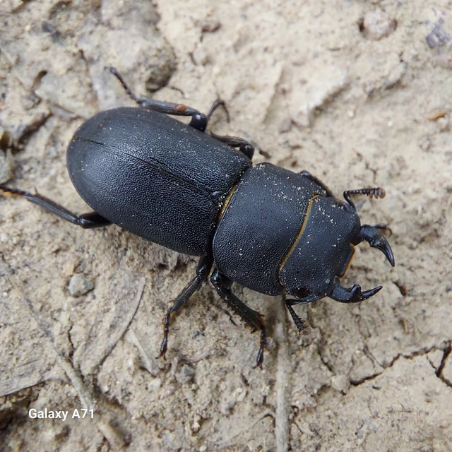 Dorcus parallelipipedus - kis szarvasbogár