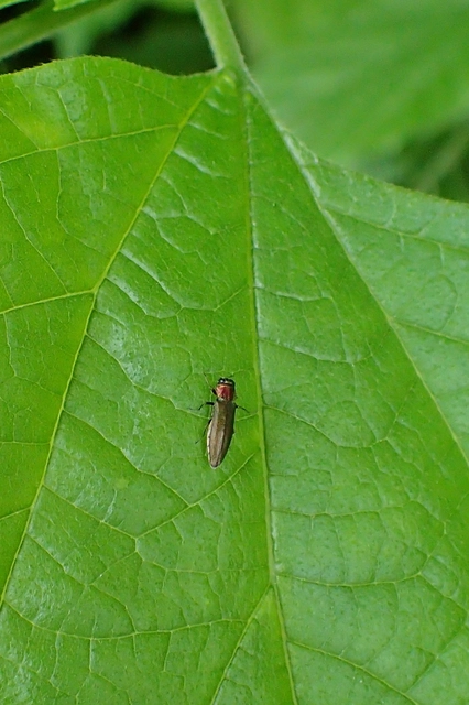 Agrilus auricollis - szil-karcsúdíszbogár