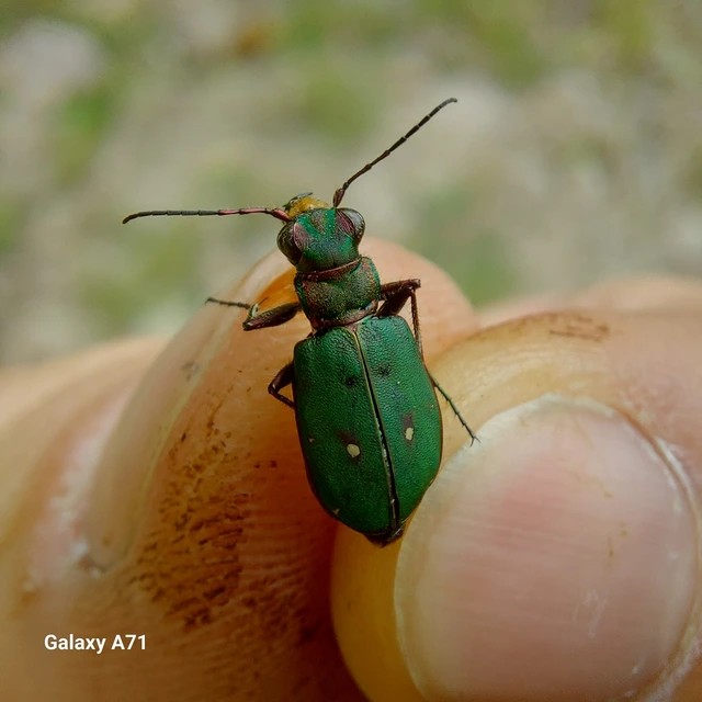 Cicindela campestris - mezei homokfutrinka