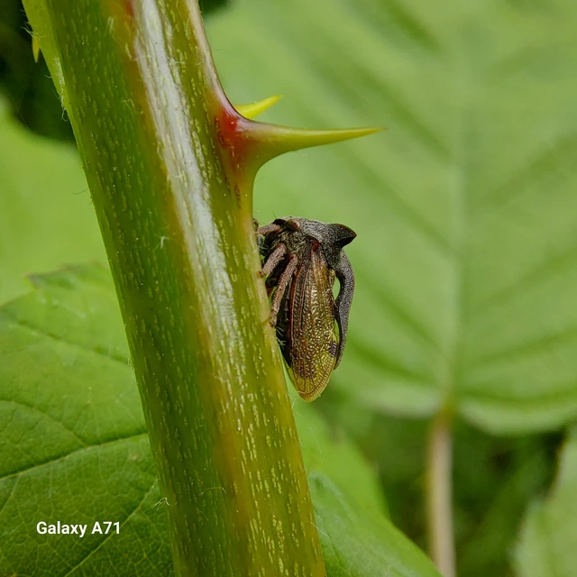 Centrotus cornutus - szarvaskabóca
