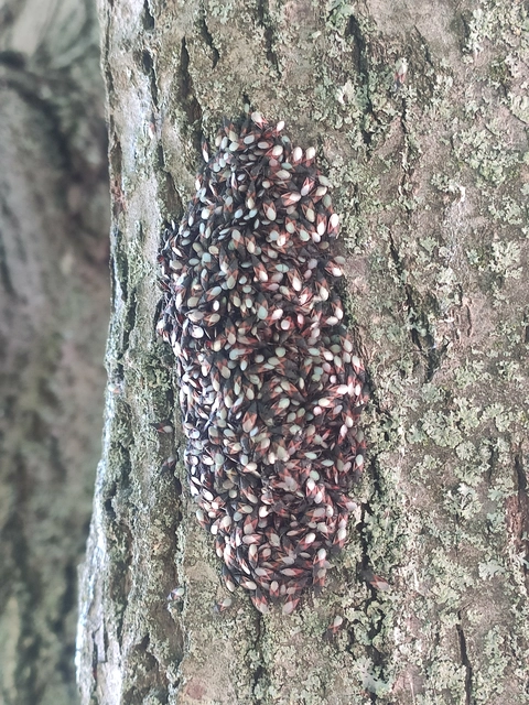 Oxycarenus lavaterae - hársbodobács