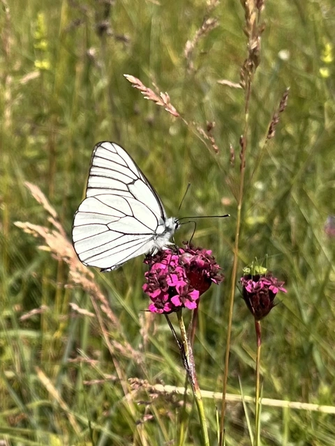 Aporia crataegi - galagonyalepke