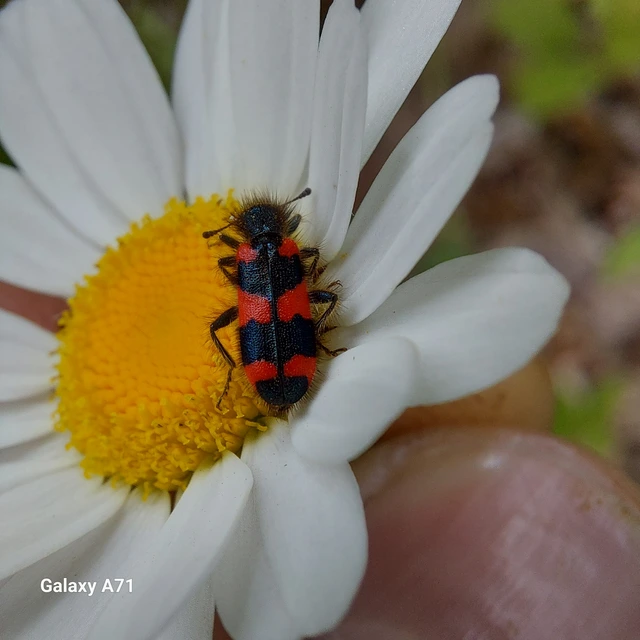 Trichodes favarius - hatfoltos méhészbogár