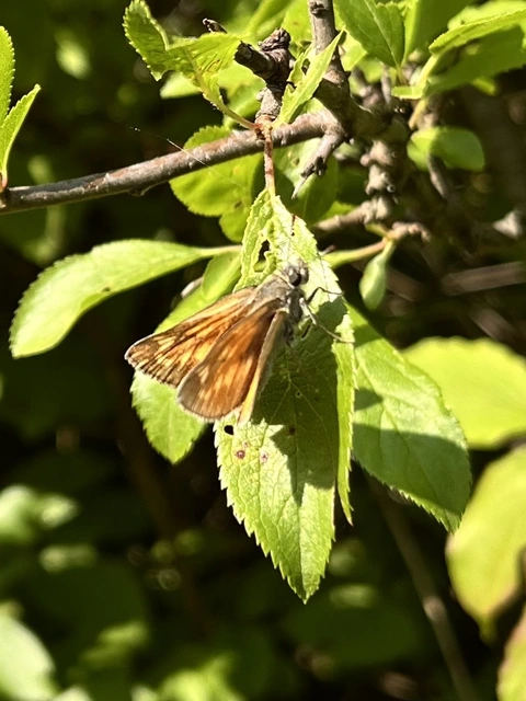 Ochlodes sylvanus - erdei busalepke